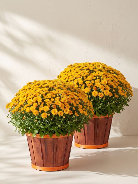 2 PACK 3QT YELLOW MUMS IN BUSHEL BASKET